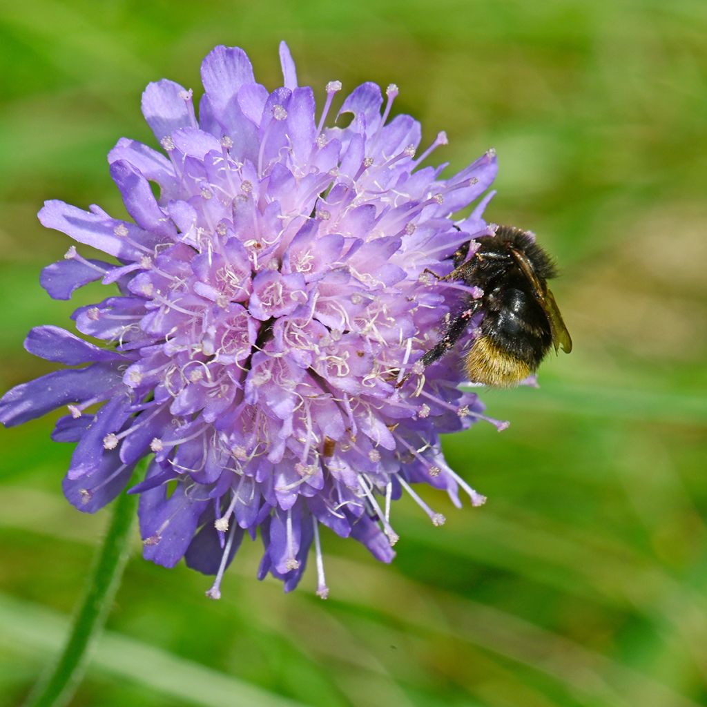 Knautia arvensis - Escabiosa