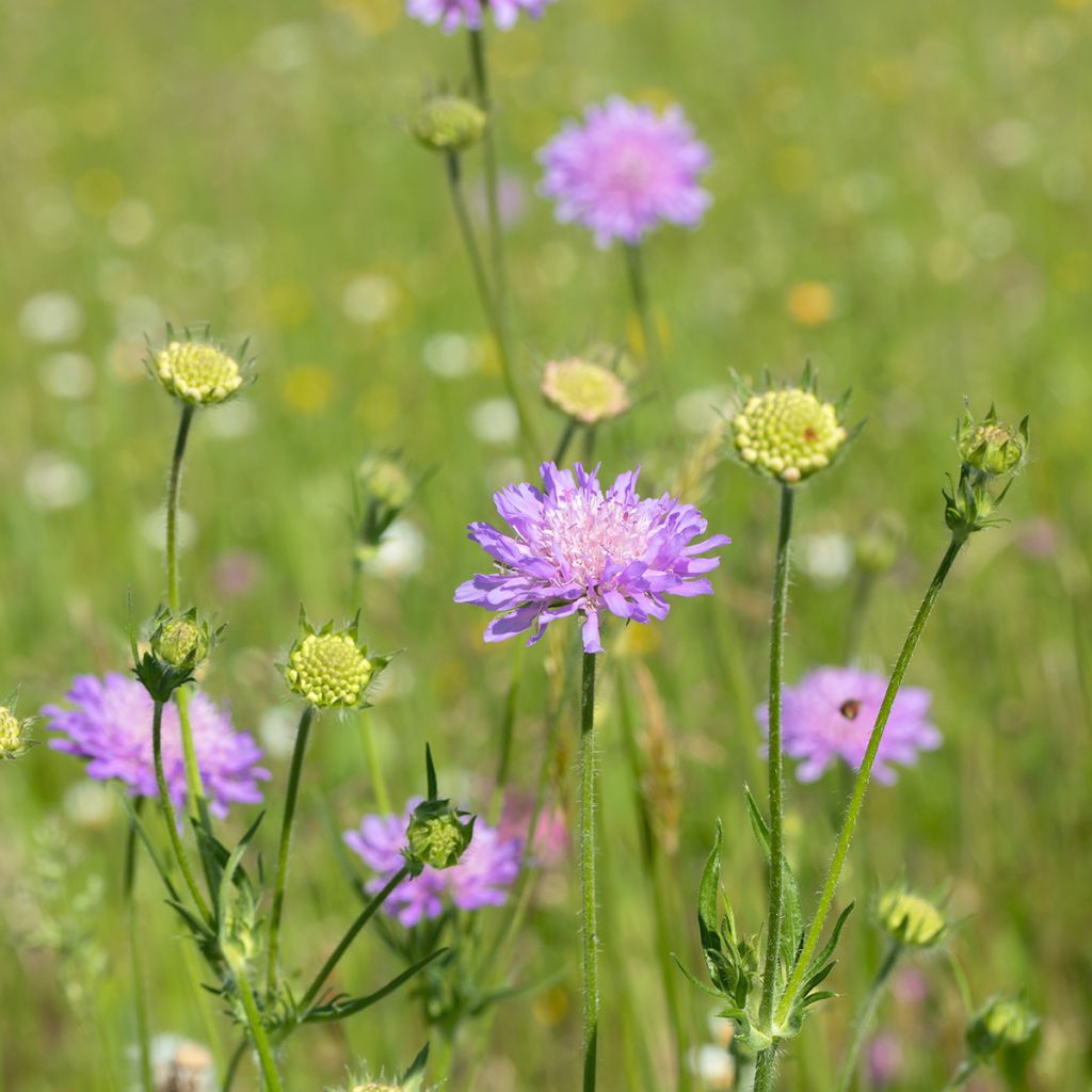 Knautia arvensis - Escabiosa