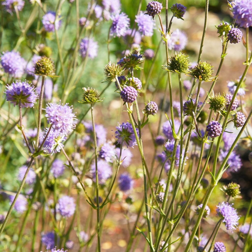 Knautia arvensis - Escabiosa