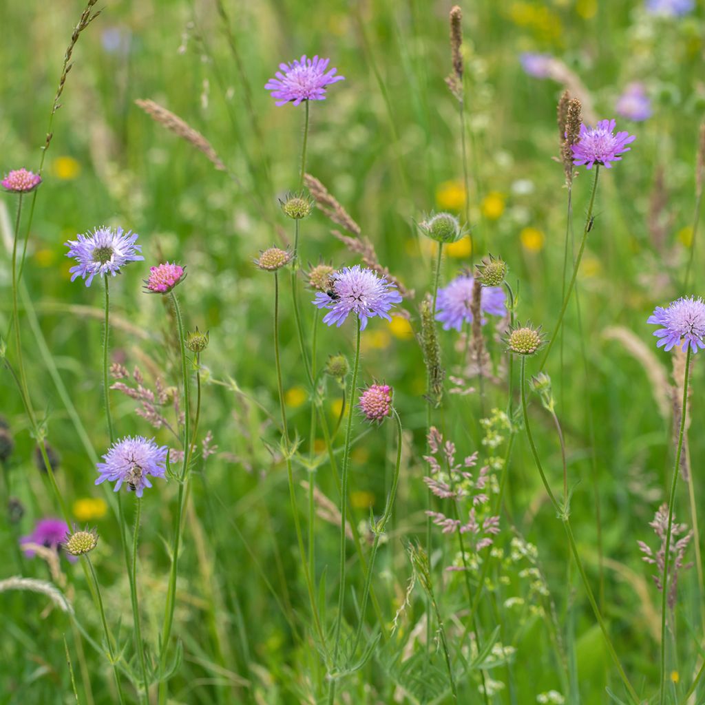 Knautia arvensis - Escabiosa