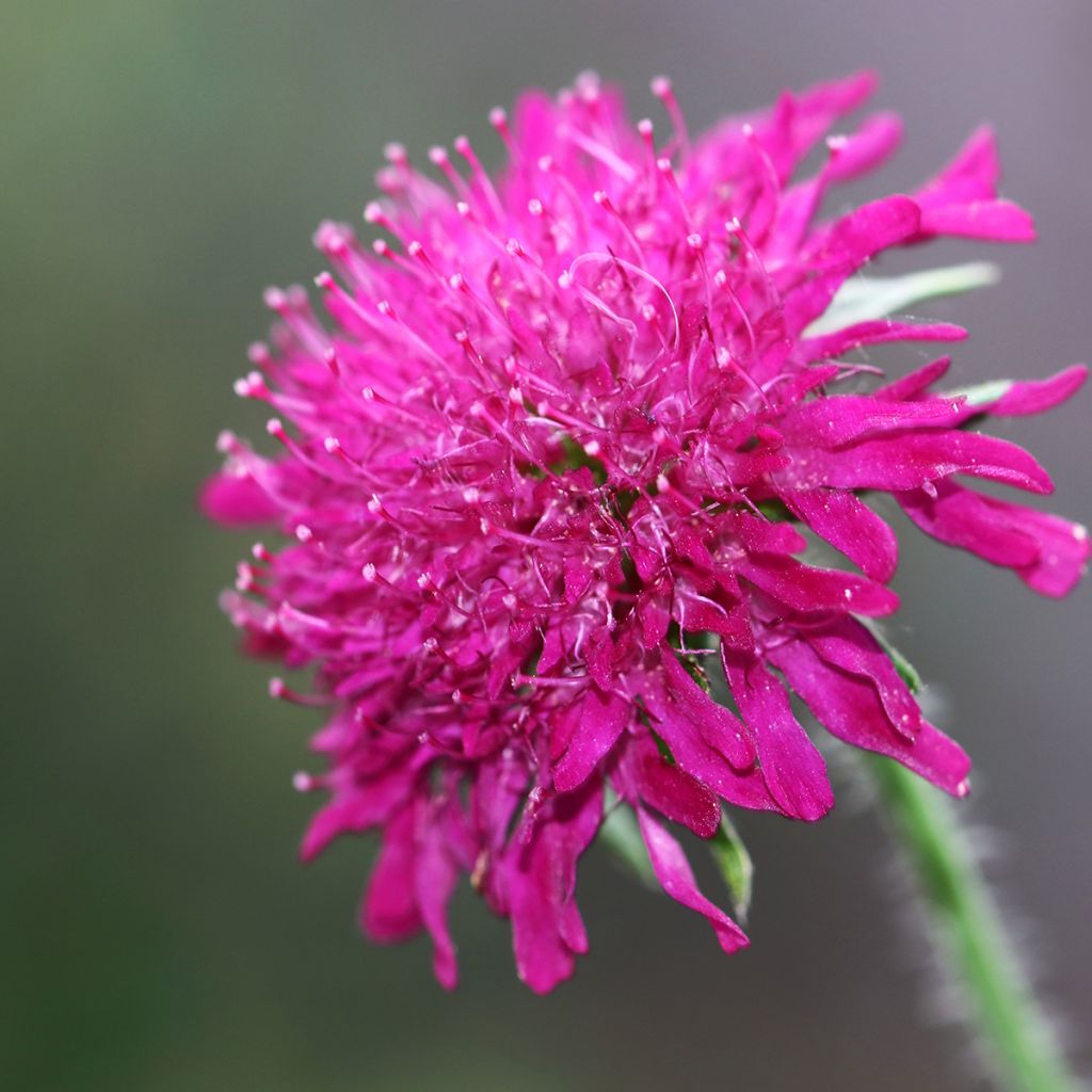 Knautia macedonia Mars Midget - Escabiosa macedonia