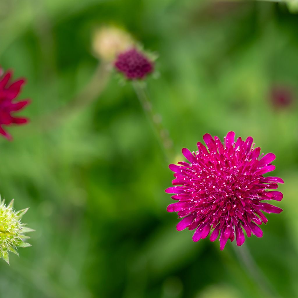 Knautia macedonia Mars Midget - Escabiosa macedonia