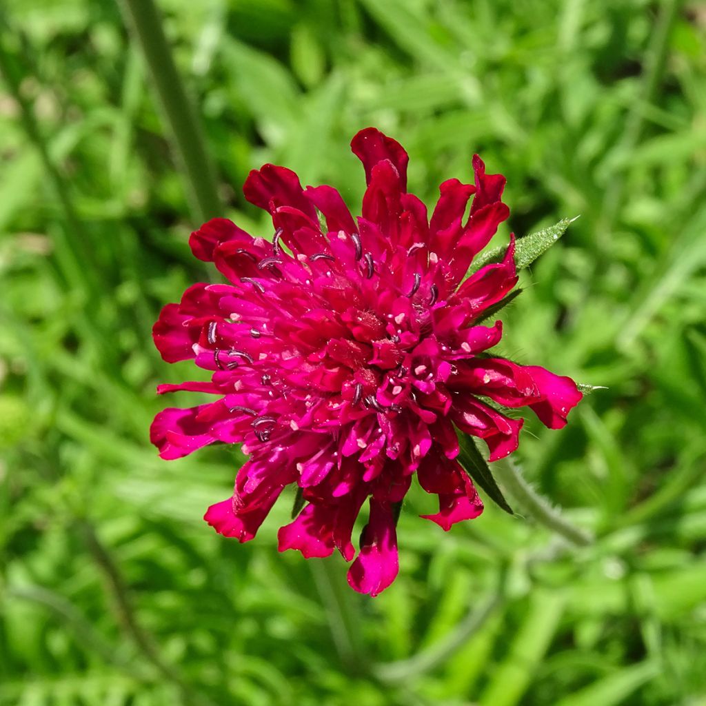 Knautia macedonica - Escabiosa macedonia