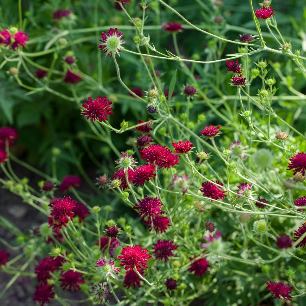 Knautia macedonica - Escabiosa macedonia