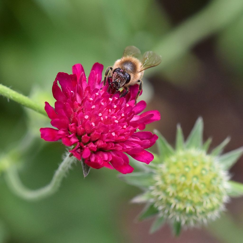 Knautia macedonica - Escabiosa macedonia