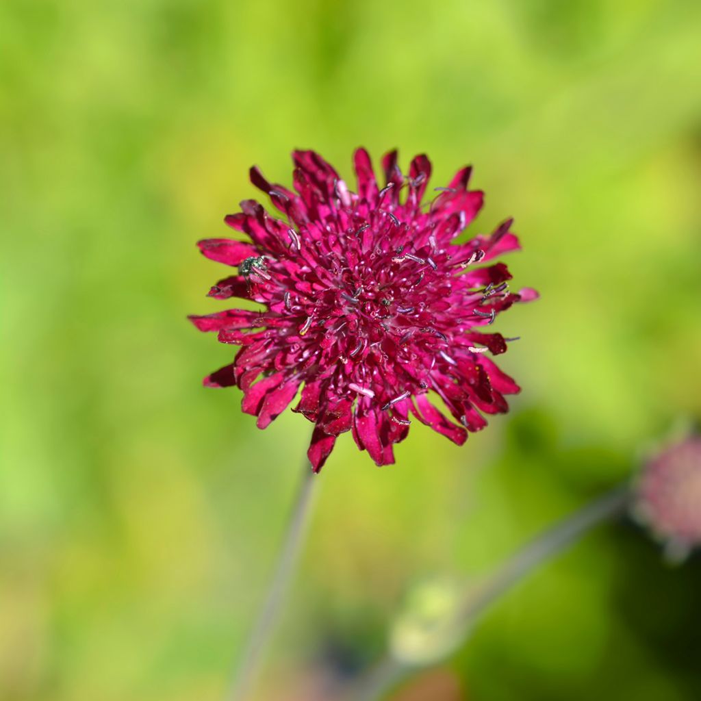 Knautia macedonica - Escabiosa macedonia