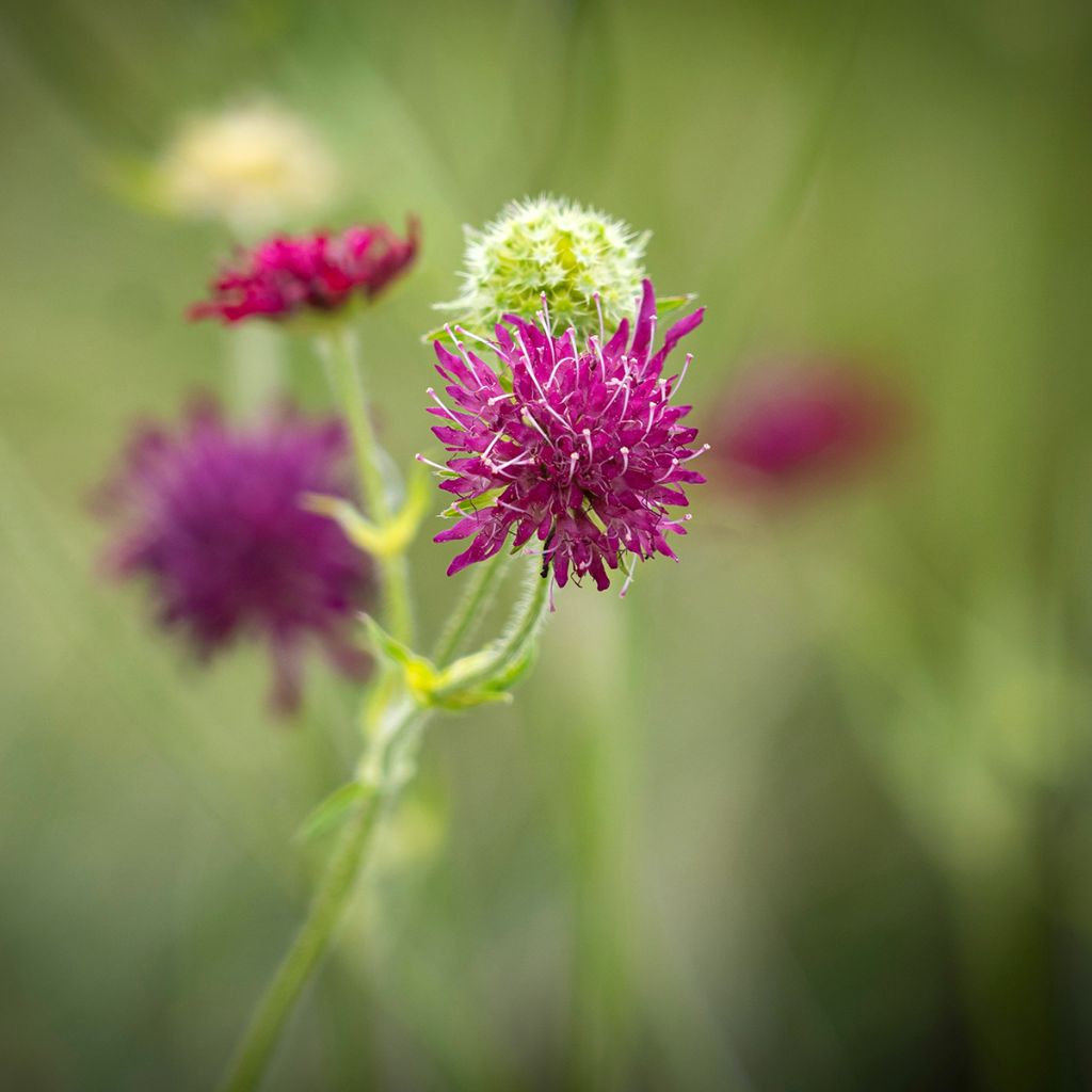 Knautia macedonia Red Knight - Escabiosa macedonia