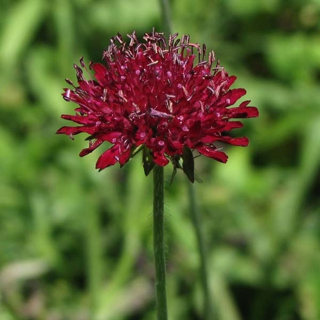 Knautia macedonica - Escabiosa macedonia