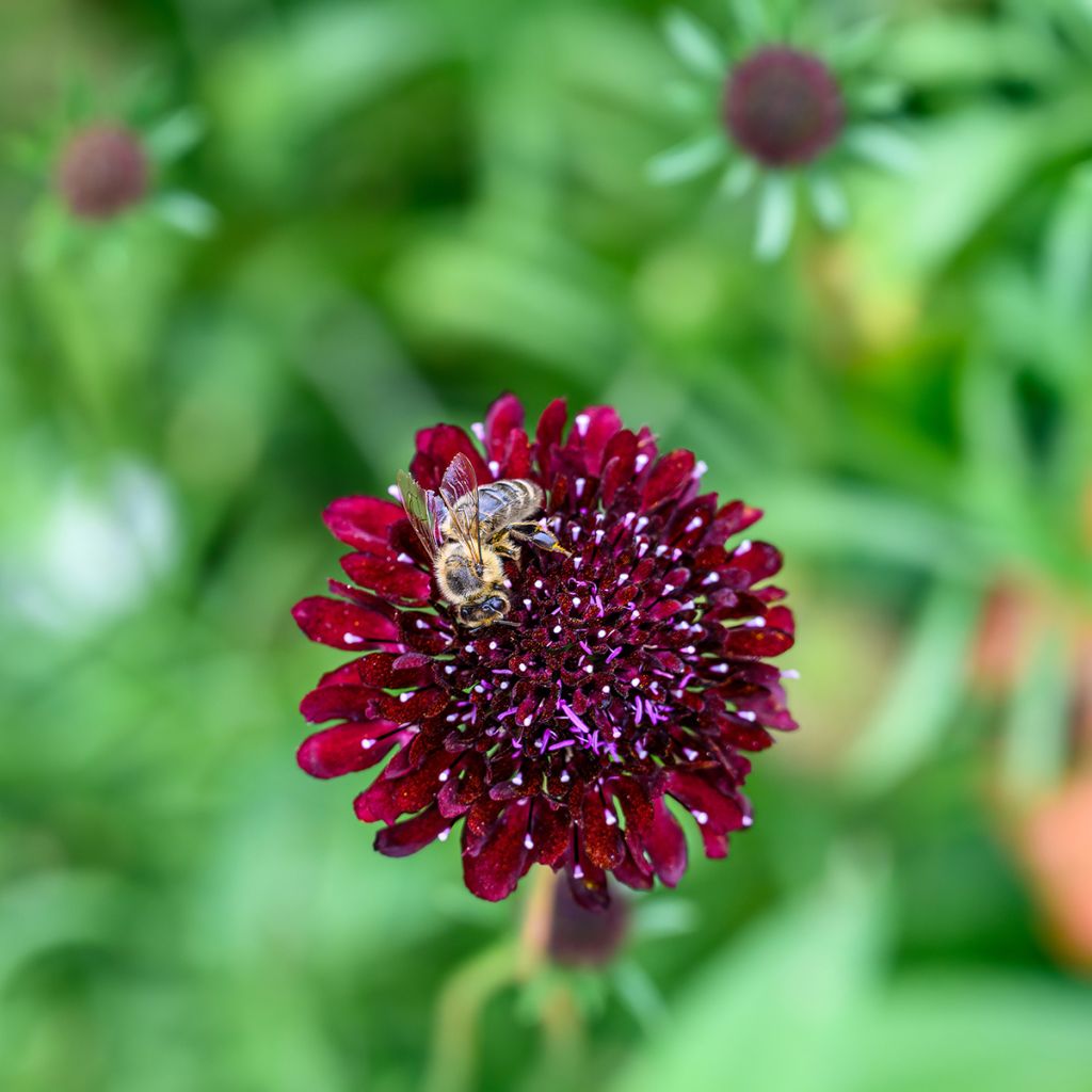 Knautia macedonica Thunder and Lightning - Escabiosa macedonia