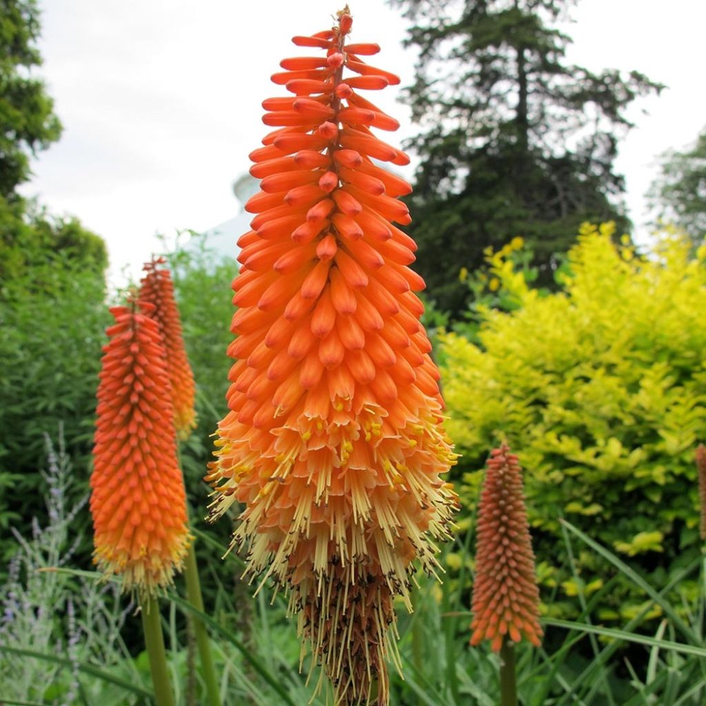 Kniphofia Alcazar - Tritoma Alcazar