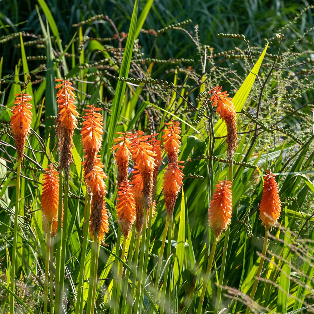 Kniphofia Alcazar