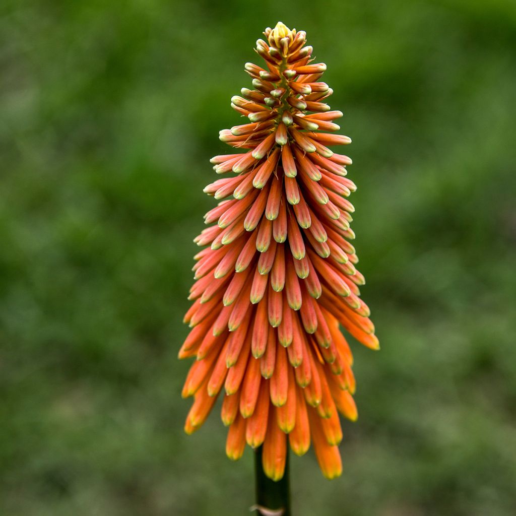 Kniphofia Alcazar