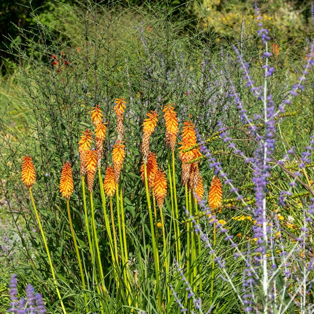 Kniphofia Alcazar