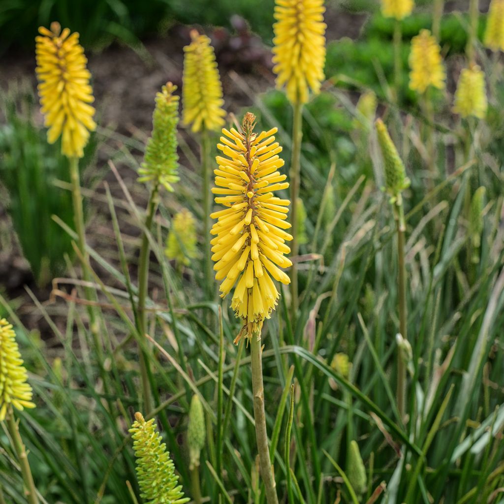 Kniphofia Bees Lemon