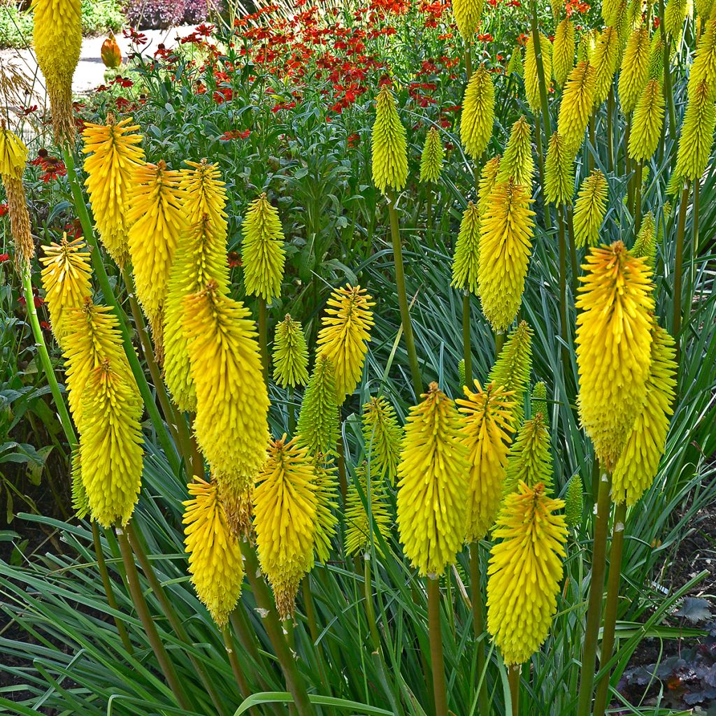 Kniphofia Bees Lemon