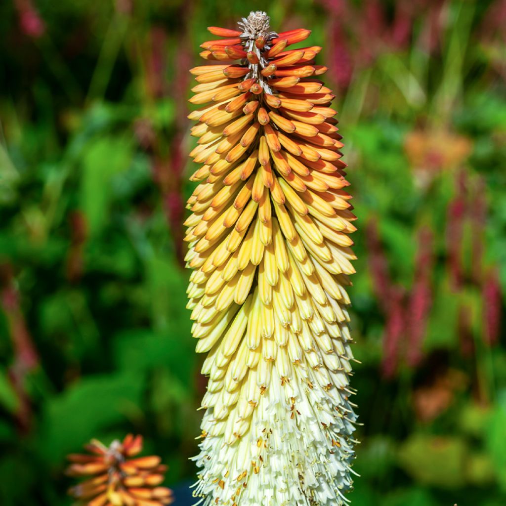 Kniphofia Cobra