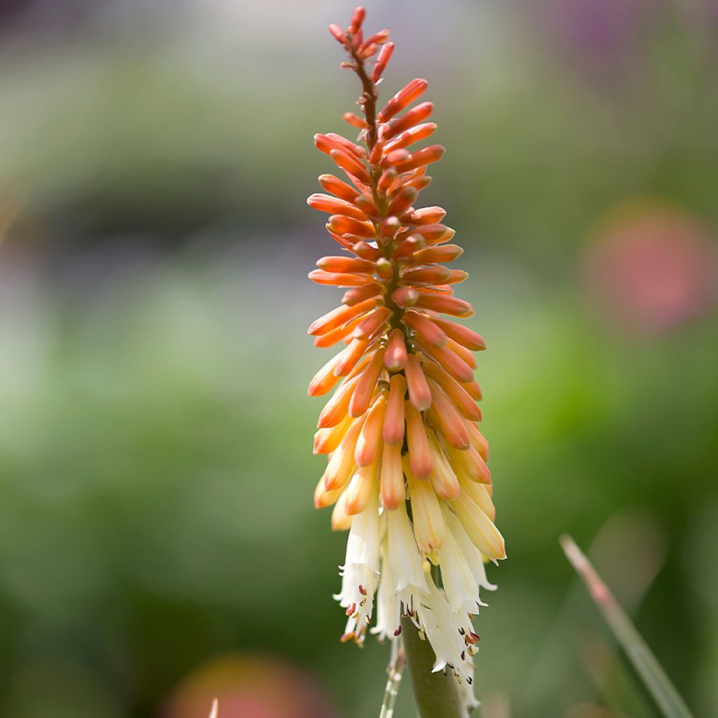 Kniphofia Flamenco