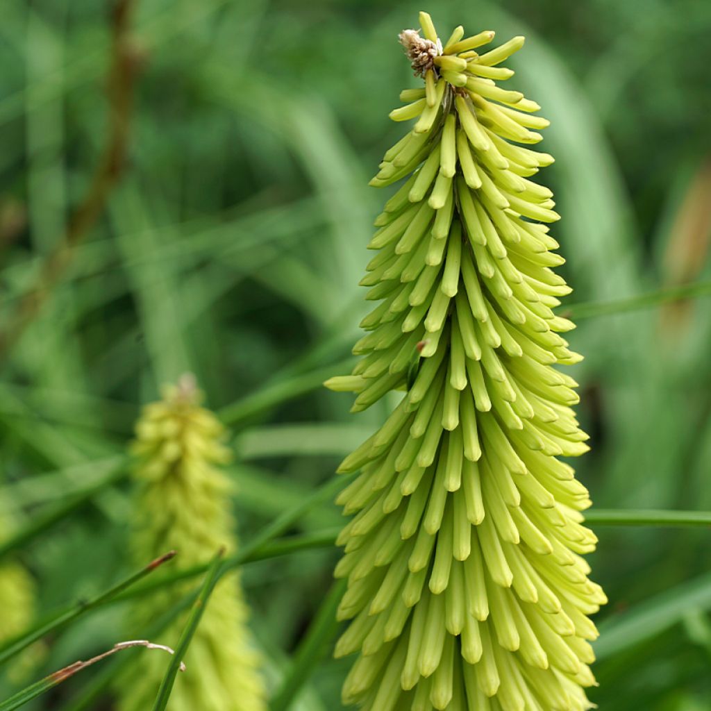 Kniphofia Green Jade