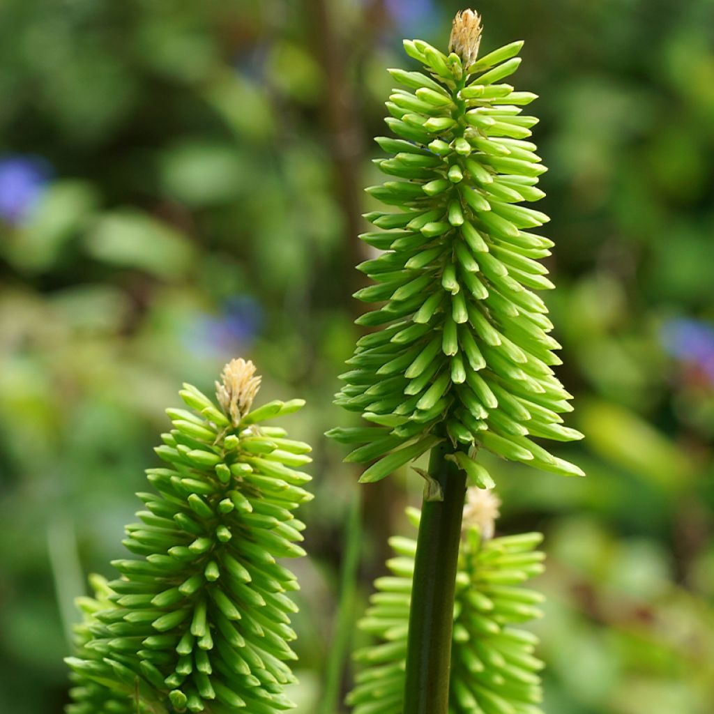 Kniphofia Green Jade