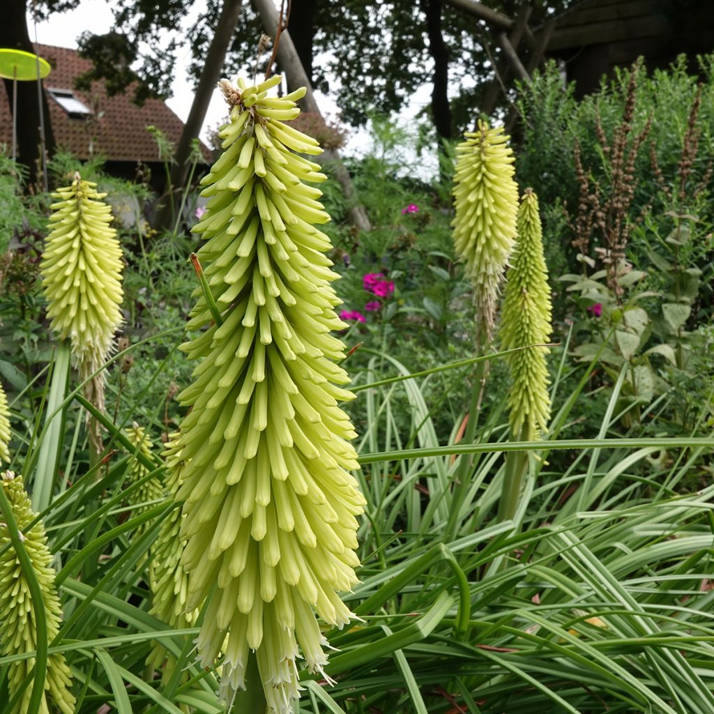 Kniphofia Green Jade