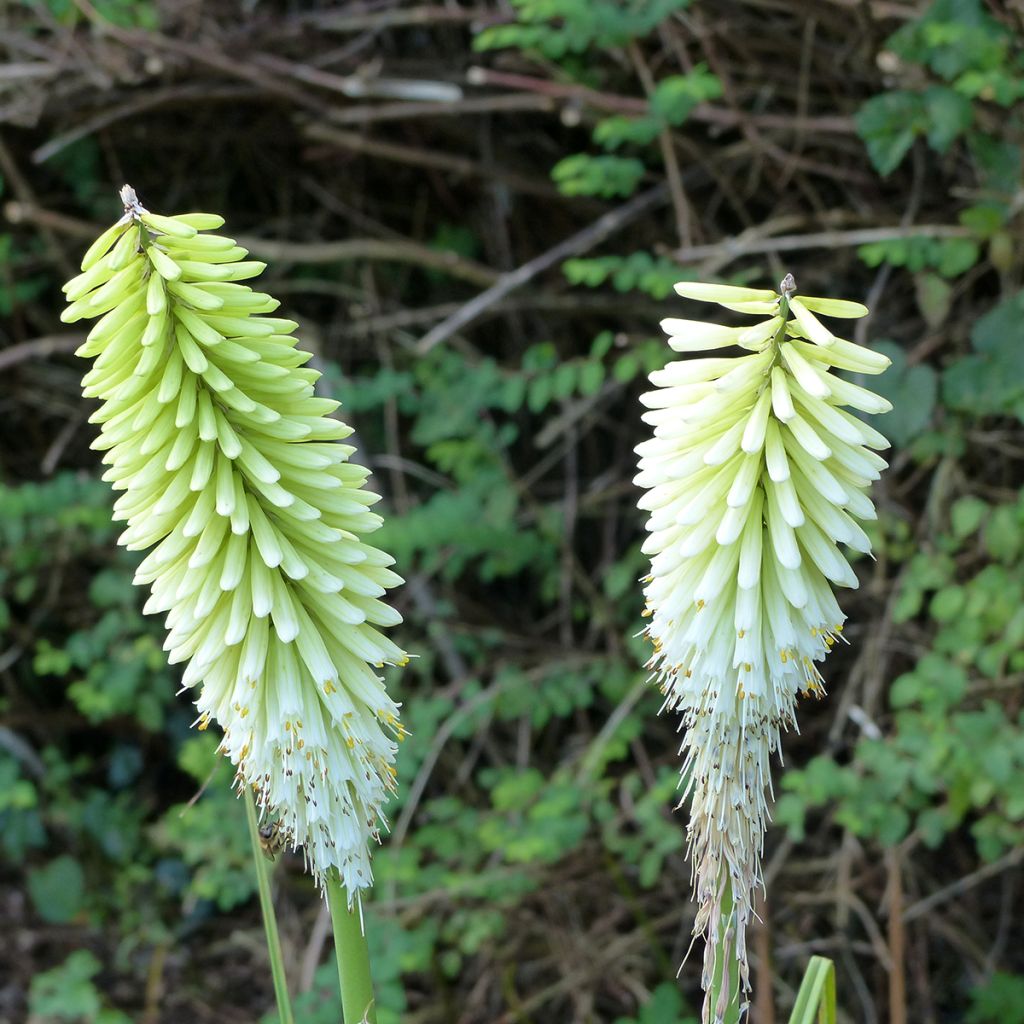 Kniphofia Ice Queen