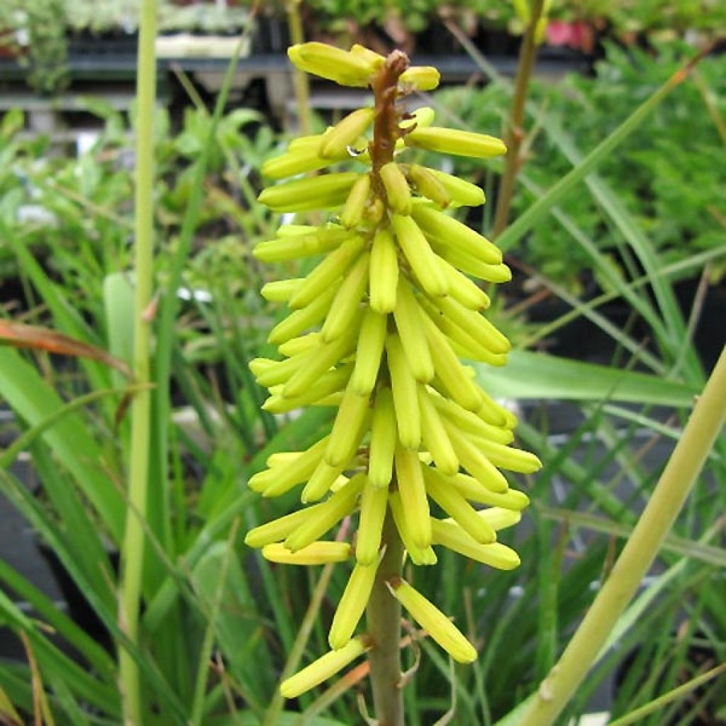 Kniphofia Little Maid