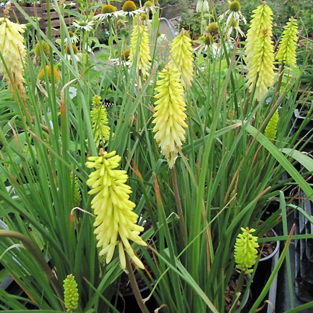 Kniphofia Little Maid