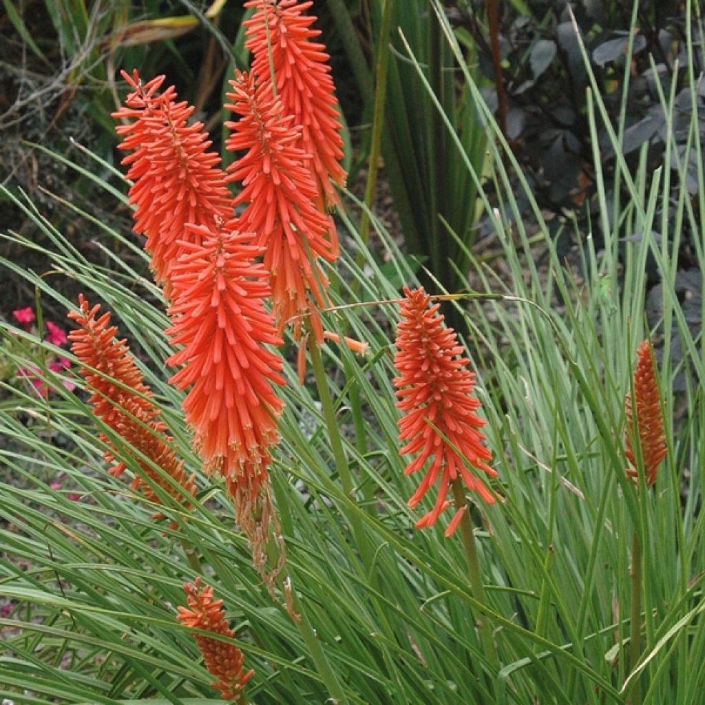 Tritoma - Kniphofia Nancy's Red