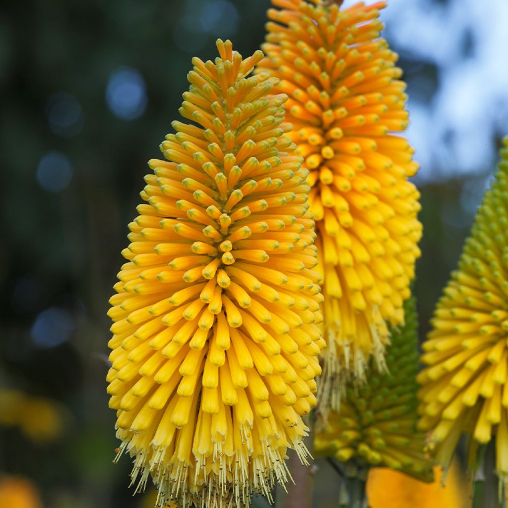 Kniphofia Percy s Pride