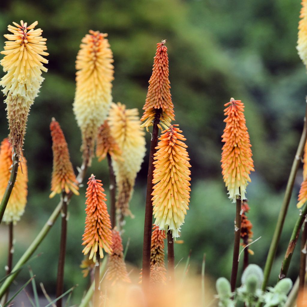 Kniphofia Tawny King