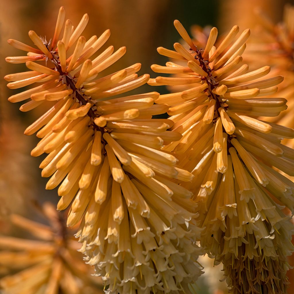 Kniphofia Tawny King