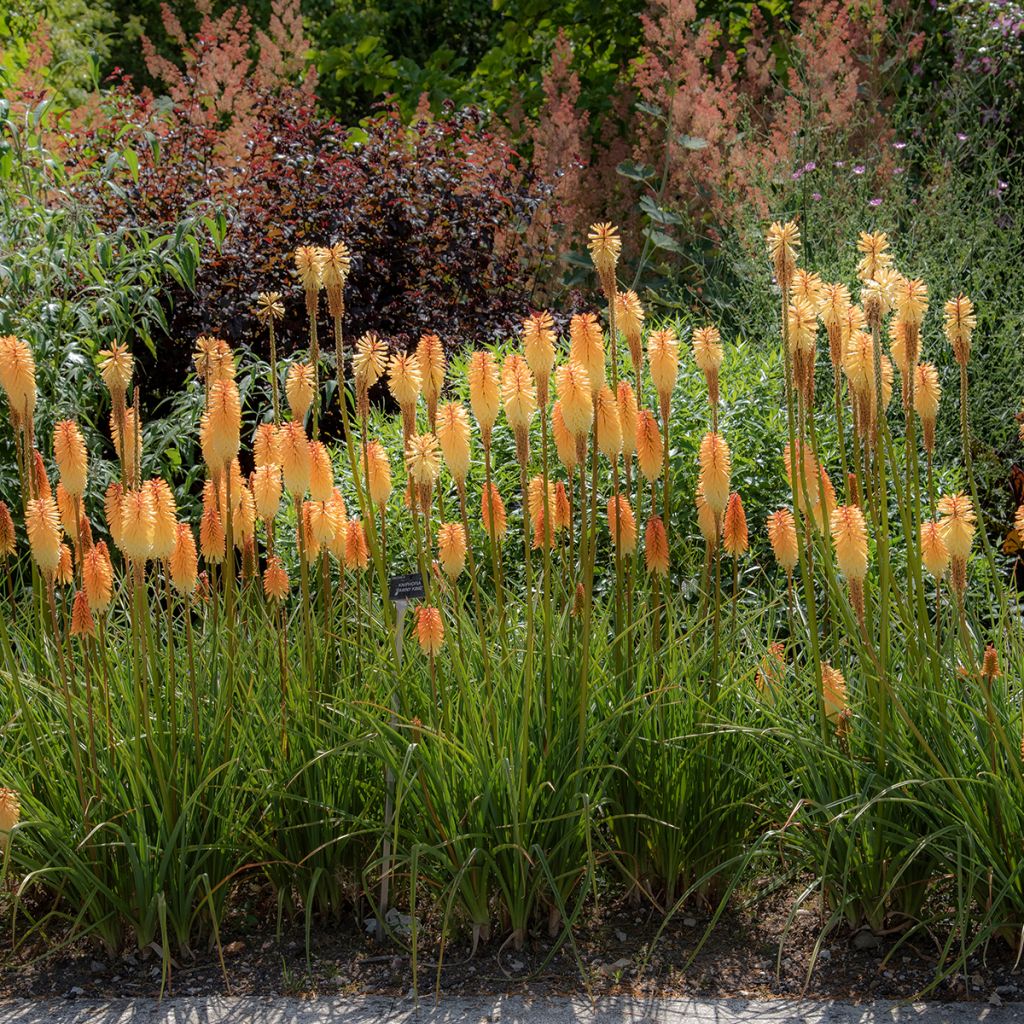 Kniphofia Tawny King