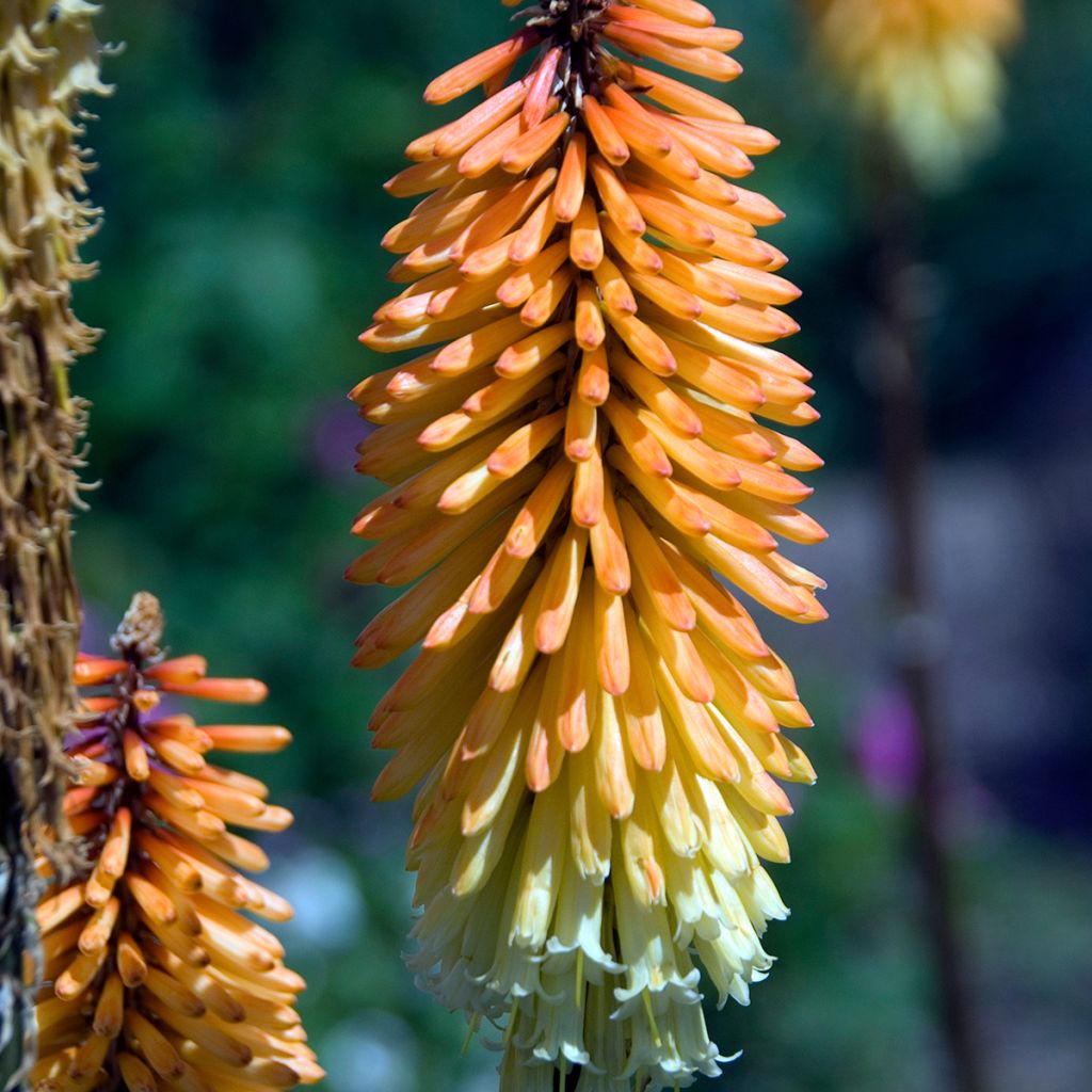 Kniphofia Tawny King