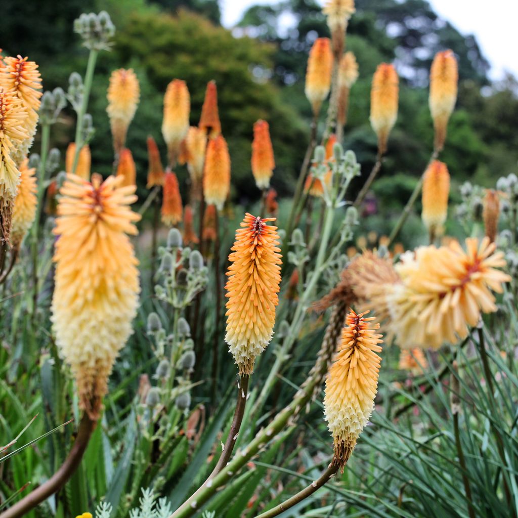 Kniphofia Tawny King