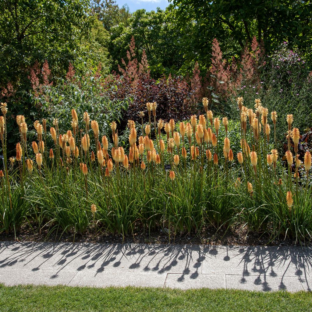 Kniphofia Tawny King