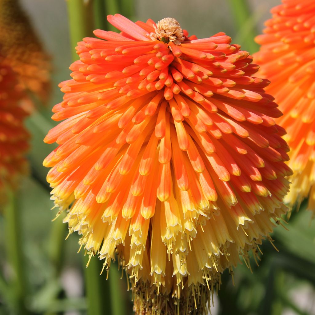 Kniphofia Traffic Lights