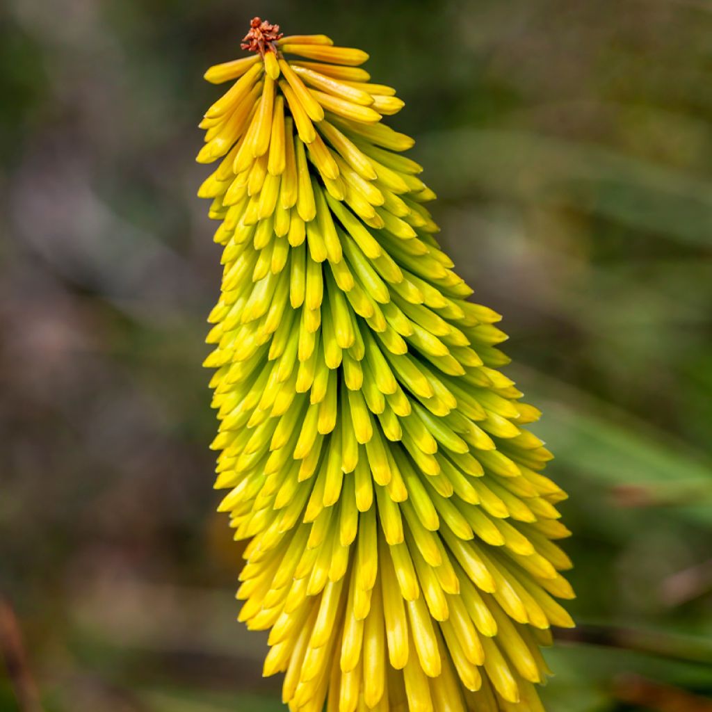 Kniphofia Wrexham Buttercup