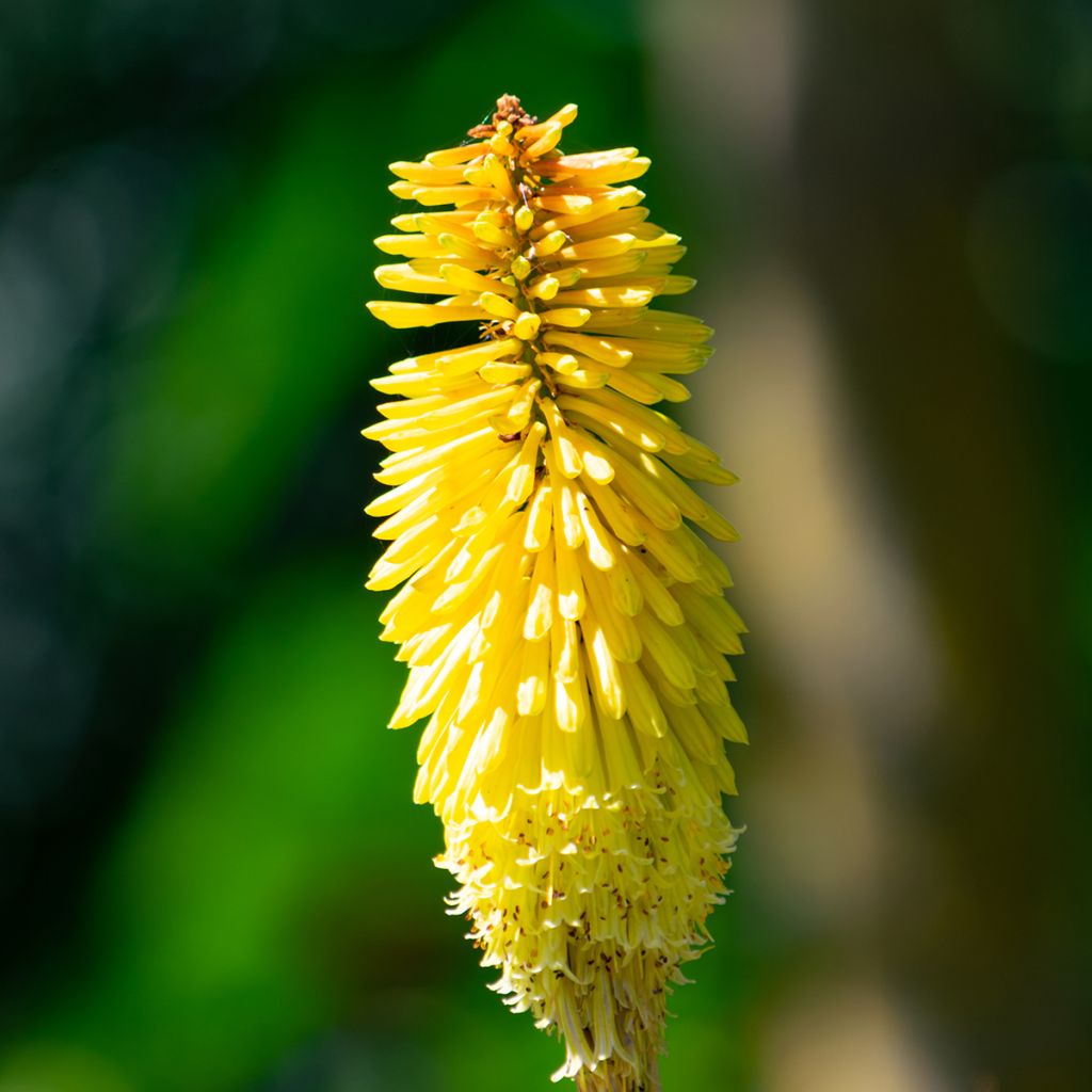 Kniphofia Wrexham Buttercup