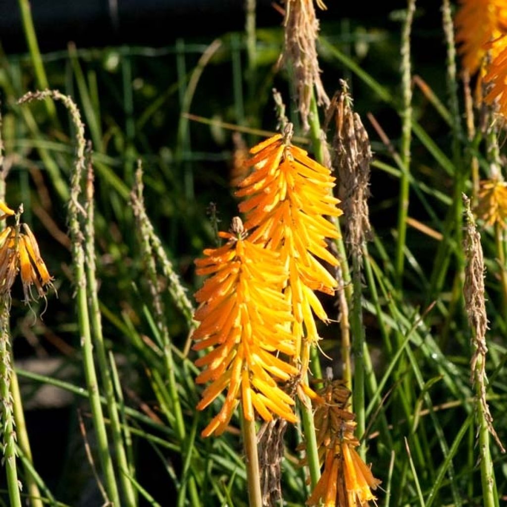 Kniphofia Mango Popsicle