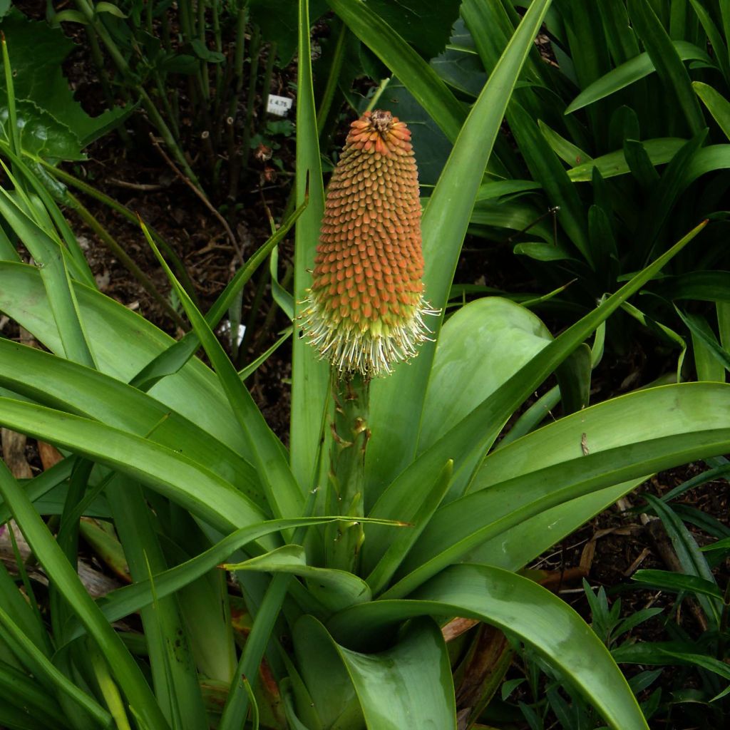 Kniphofia northiae - Lirio antorcha