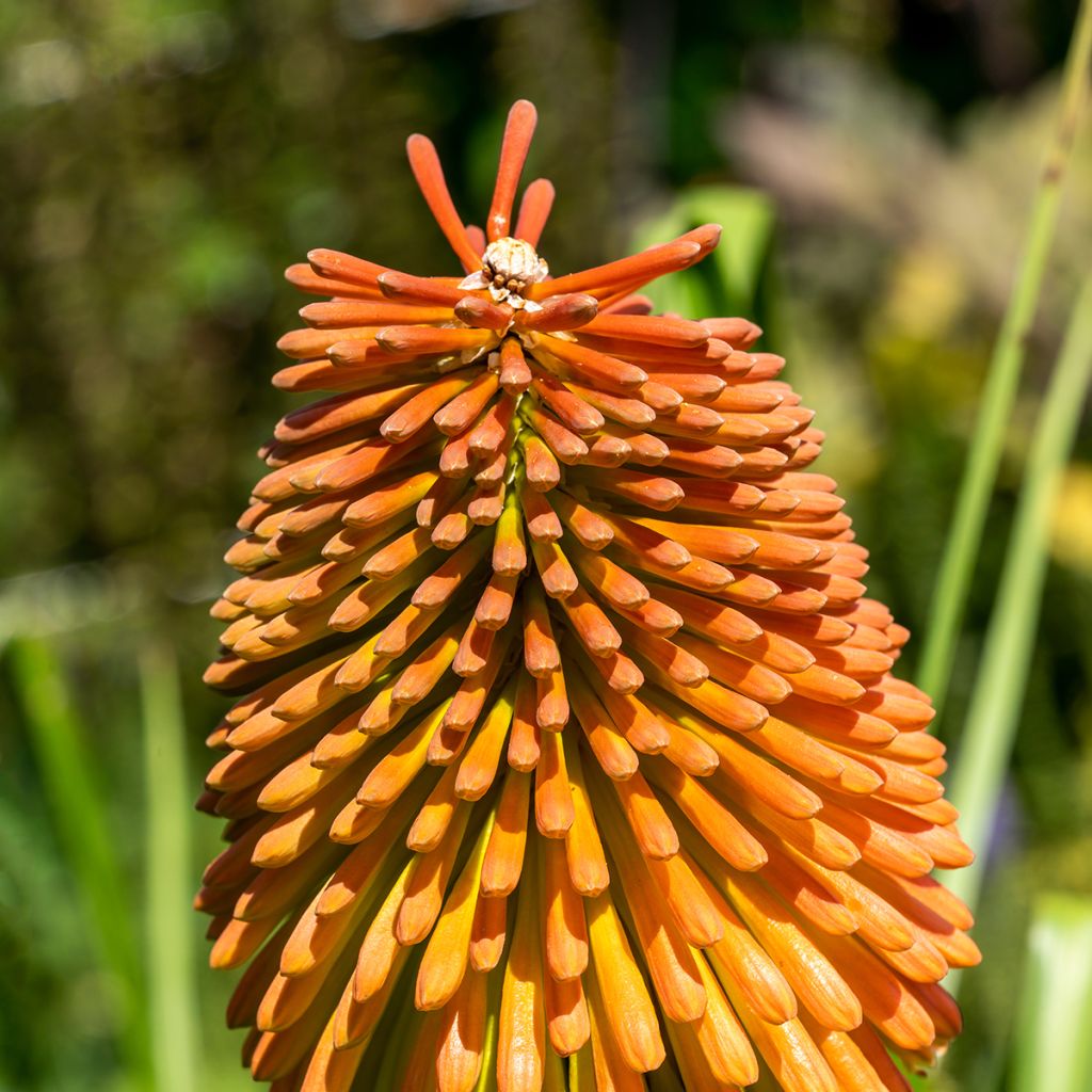 Kniphofia rooperi