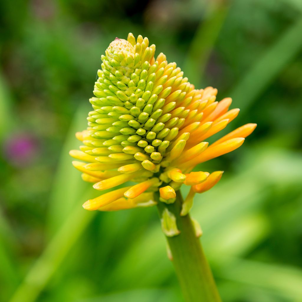 Kniphofia rooperi