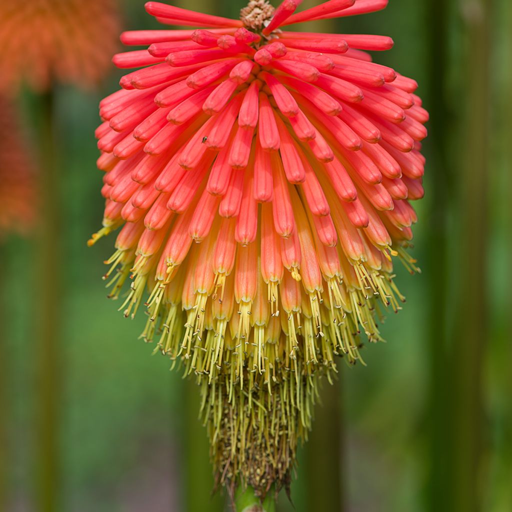 Kniphofia rooperi