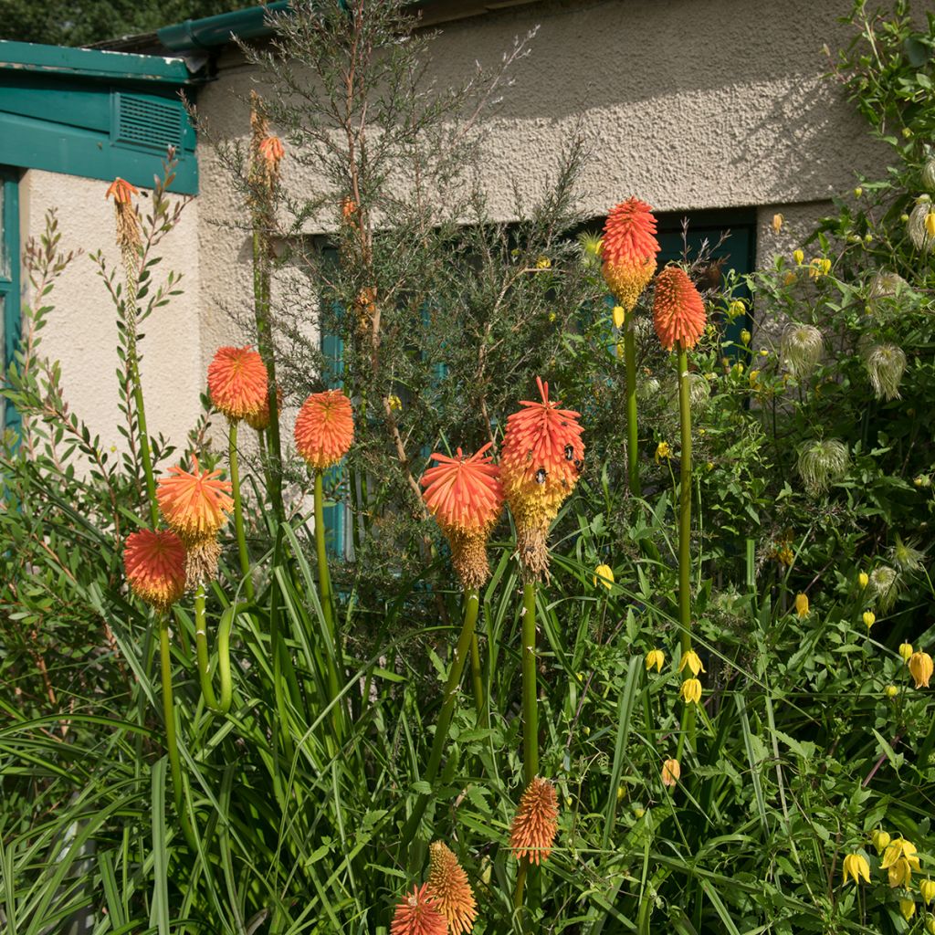 Kniphofia rooperi