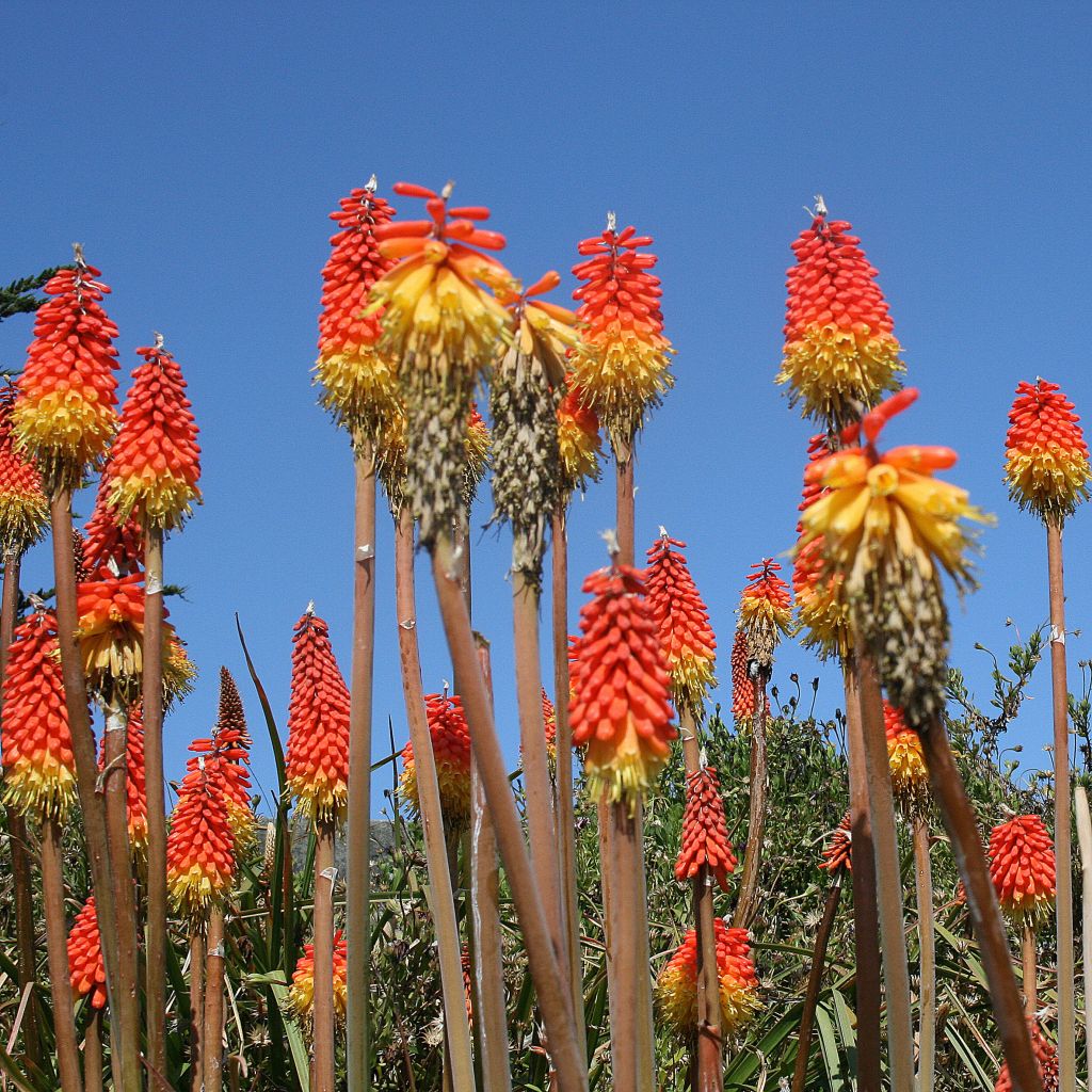 Kniphofia uvaria