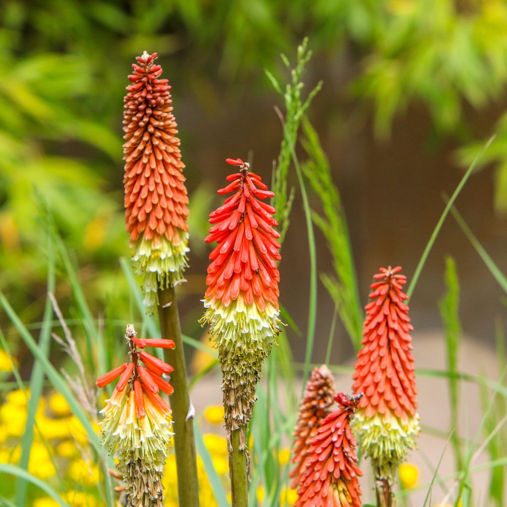 Kniphofia uvaria - Tritoma