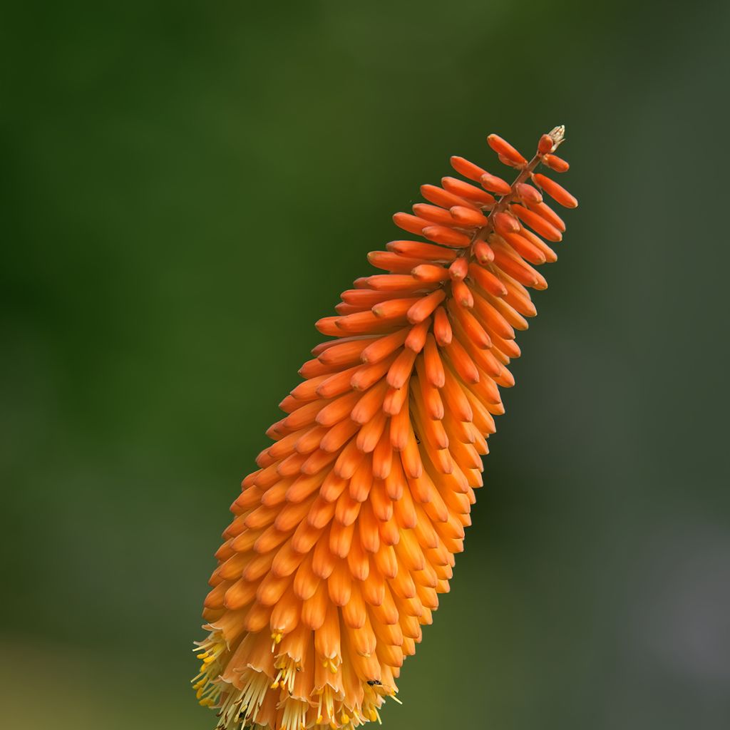 Kniphofia uvaria - Tritoma