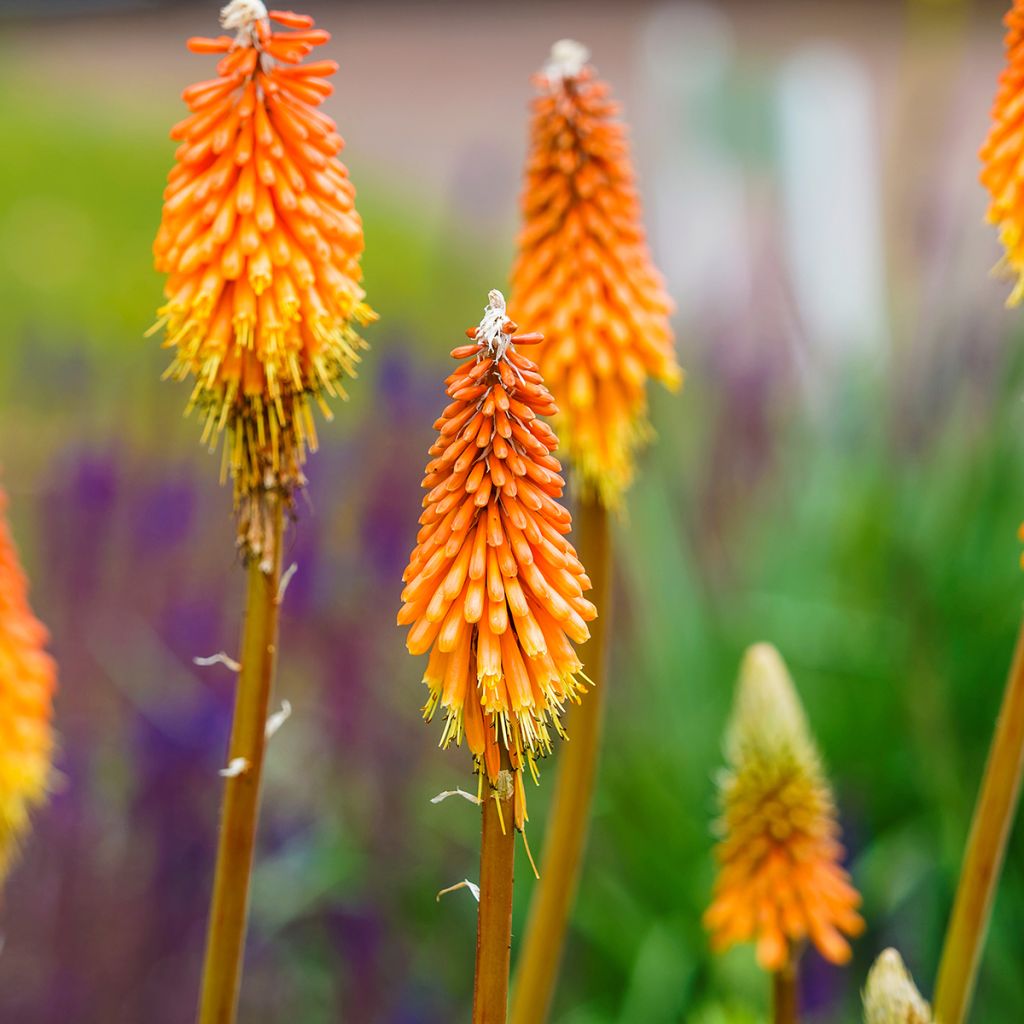 Kniphofia uvaria - Tritoma