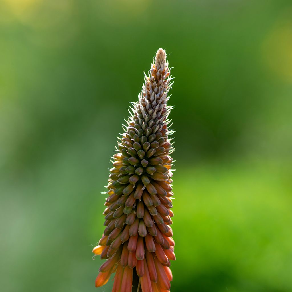 Kniphofia uvaria - Tritoma