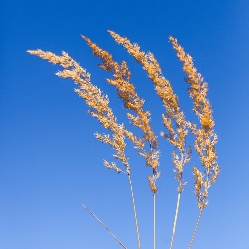 Koeleria glauca - Koeleria azul